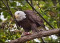 _1SB7905 american bald eagle